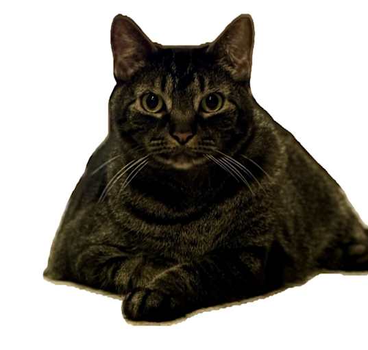 Photo of Mr. Chew (Chewy)