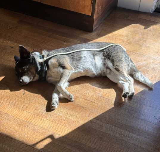 Photo of Winston