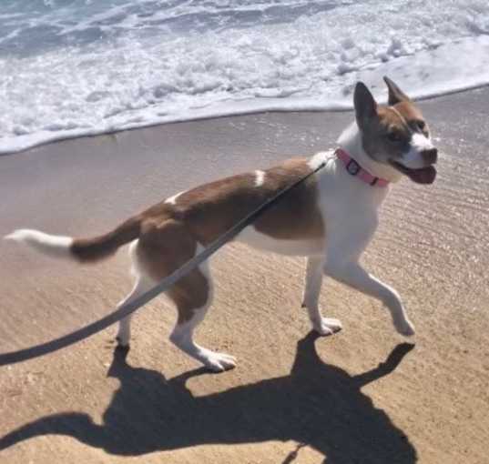 Photo of Nala