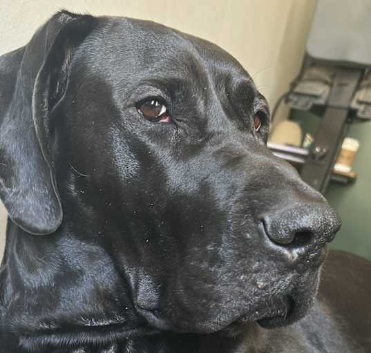 Photo of Bear