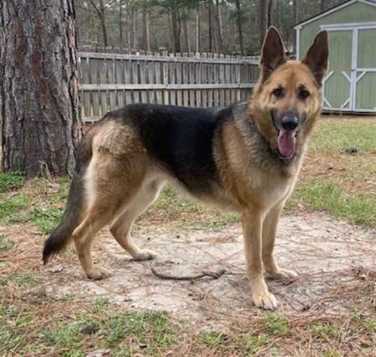 Photo of Athena (she did not have a name when she was brought to us)