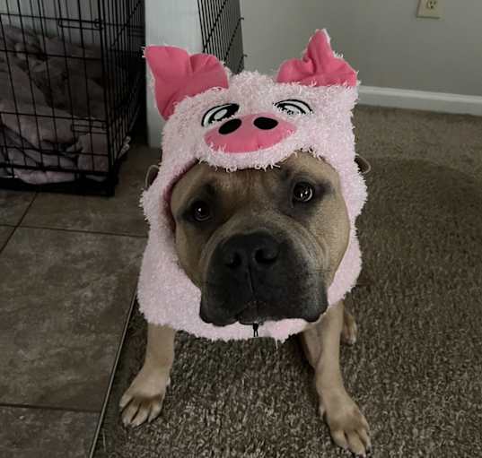 Photo of Teddy