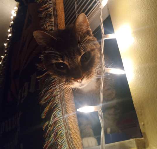 Photo of Luna
