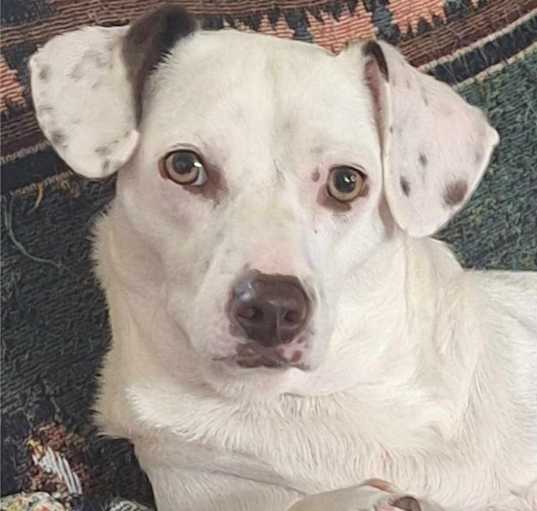 Photo of Sadie