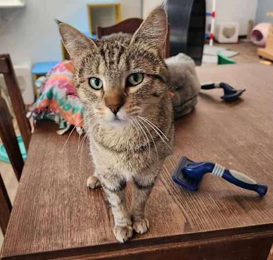 Photo of Mom Cat 26725 (Jewels)