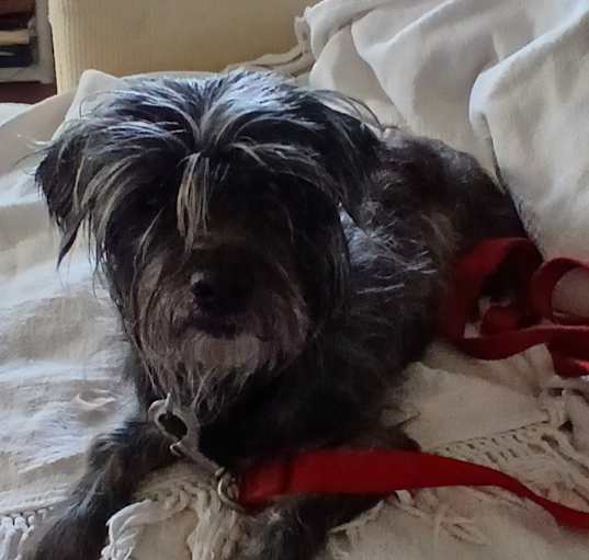 Photo of Ari