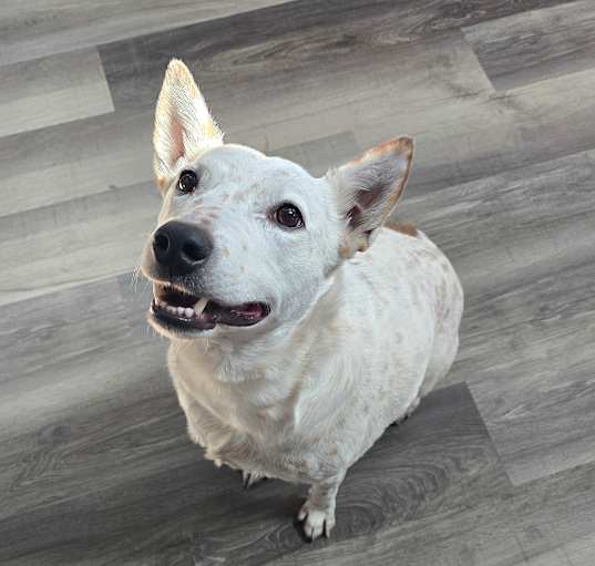 Photo of Maverick