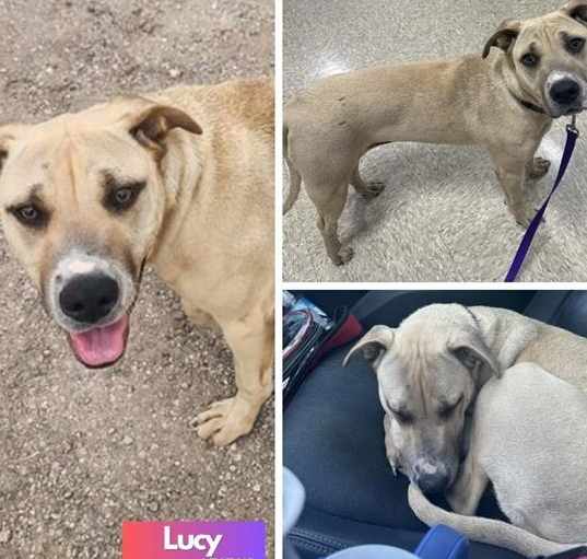 Photo of Lucy