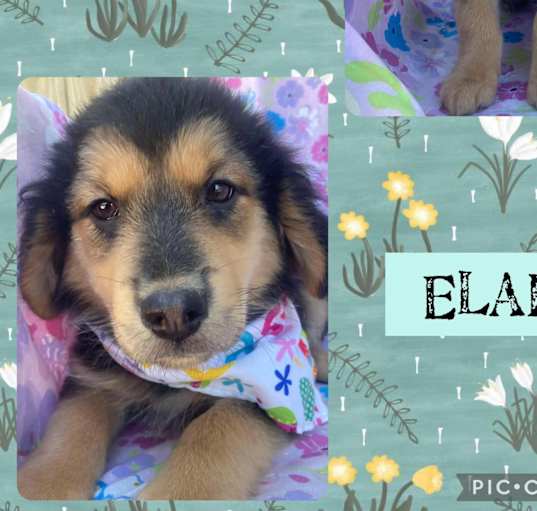 Photo of Elain