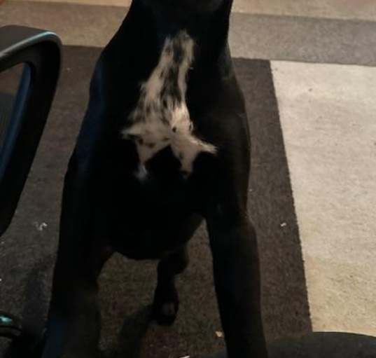 Photo of Ember