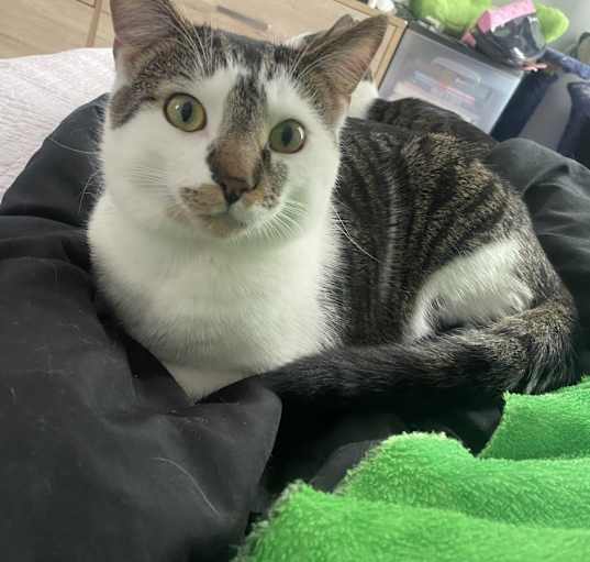 Photo of Mango