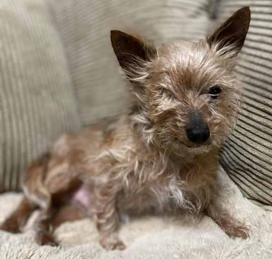 Photo of Dexter