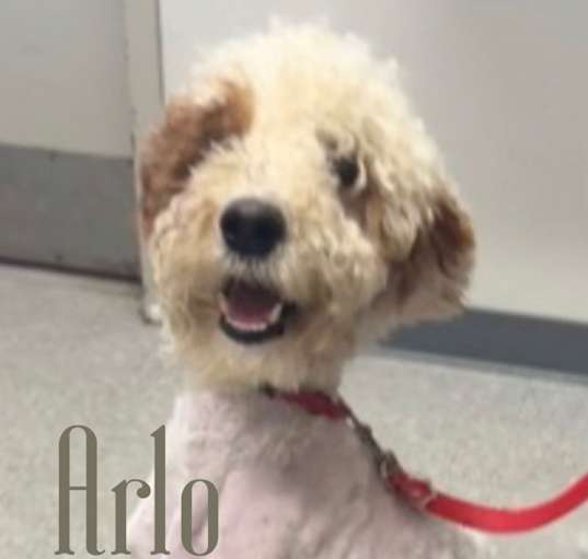 Photo of Arlo