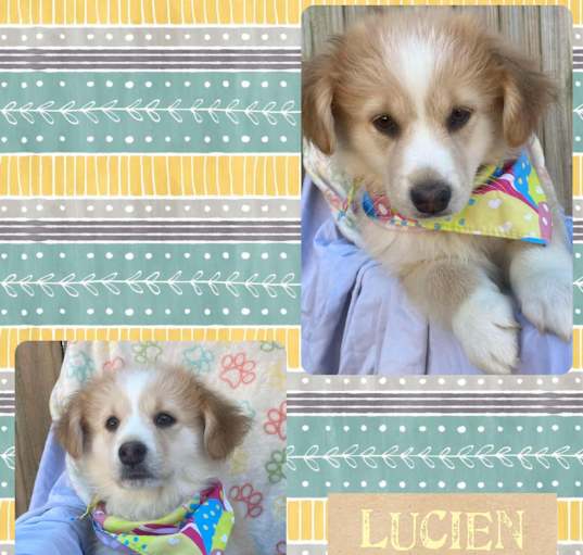 Photo of Lucien