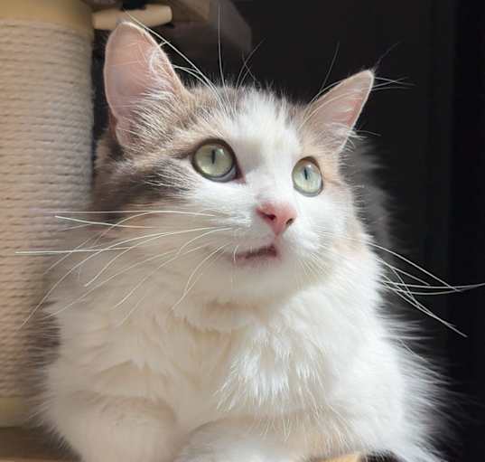 Photo of Moomoo