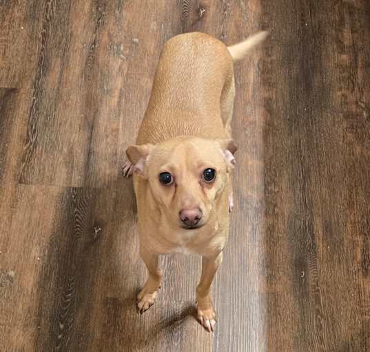 Photo of Scrappy