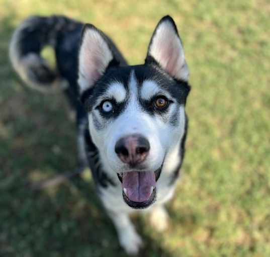Photo of Joey