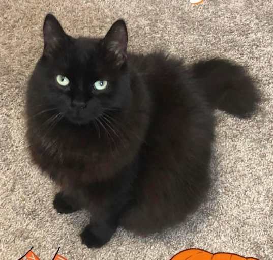 Photo of Romeo
