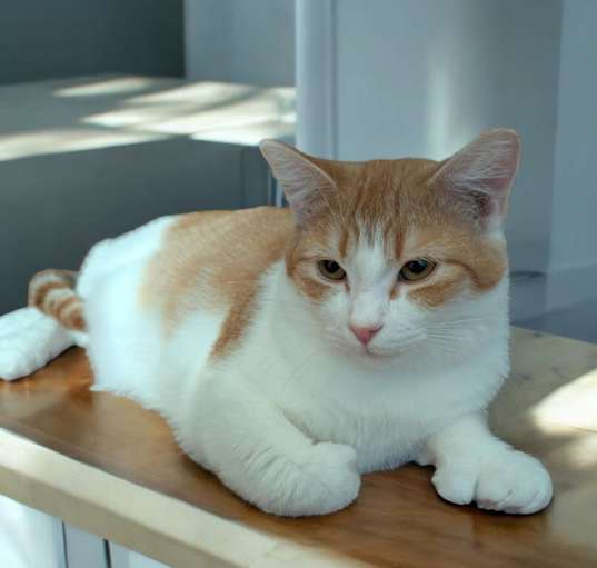Photo of Jaspy