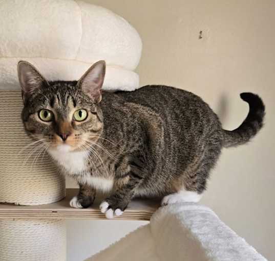 Photo of Contessa