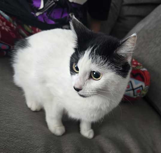 Photo of Cruela