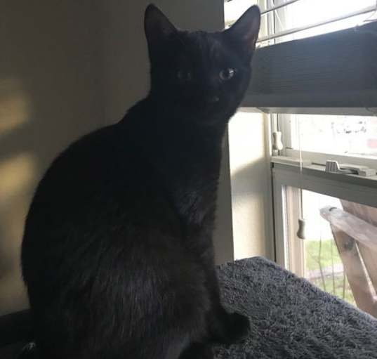 Photo of Batman