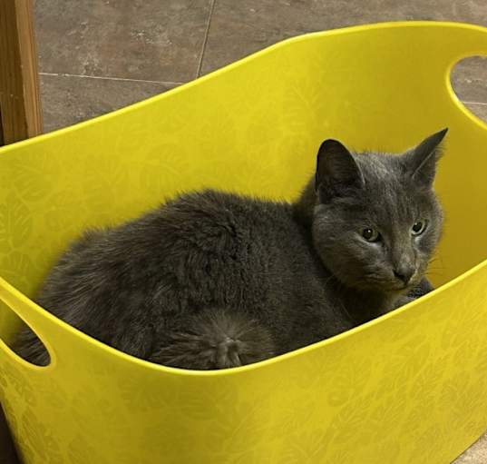 Photo of Peanut