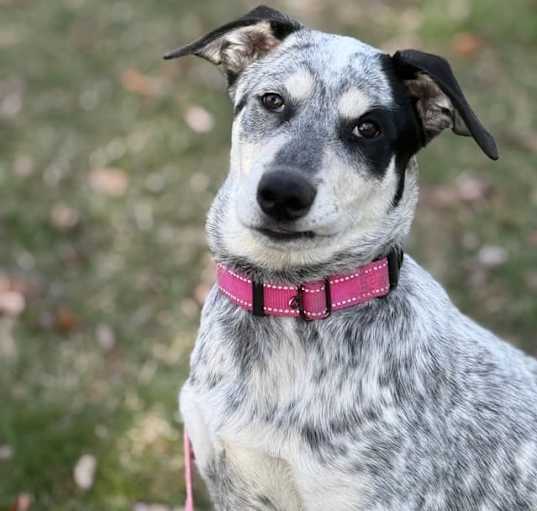 Photo of Deedee
