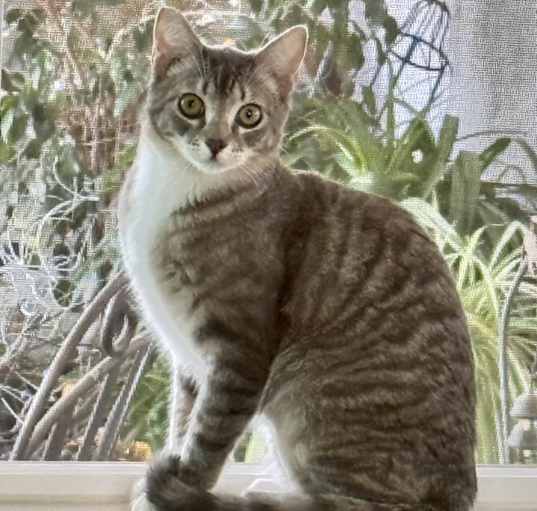 Photo of Tazz