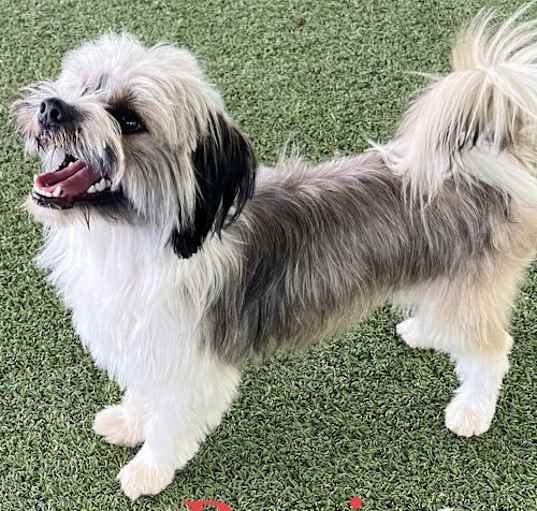Photo of Banjo