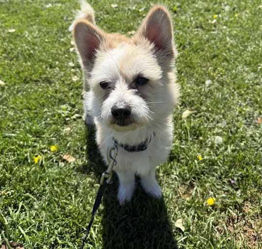 Photo of Toby