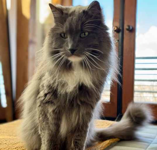 Photo of Nacho