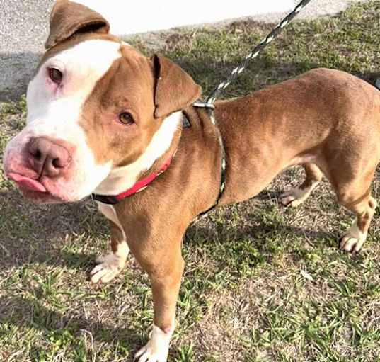 Photo of DIESEL