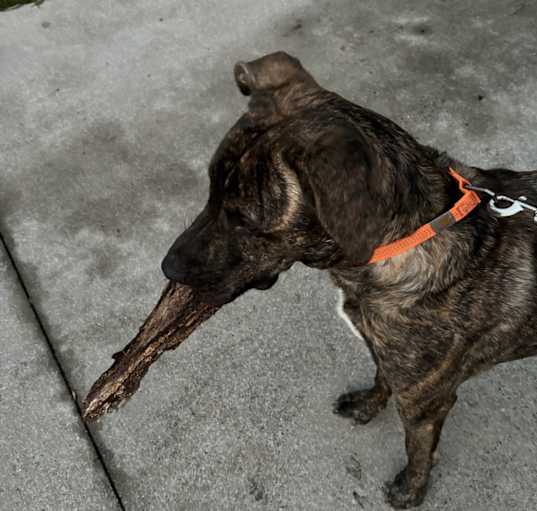 Photo of Bandit