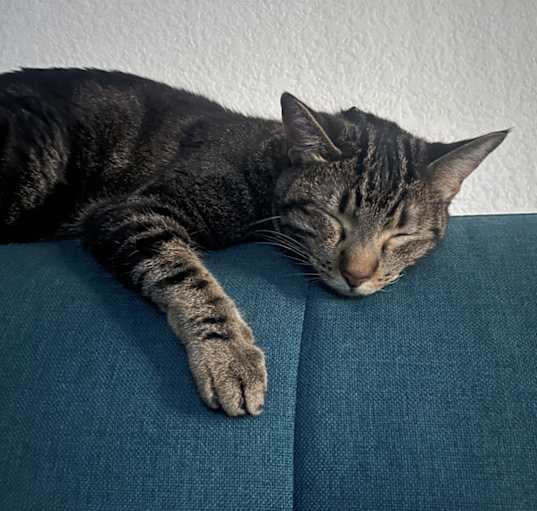 Photo of Momo