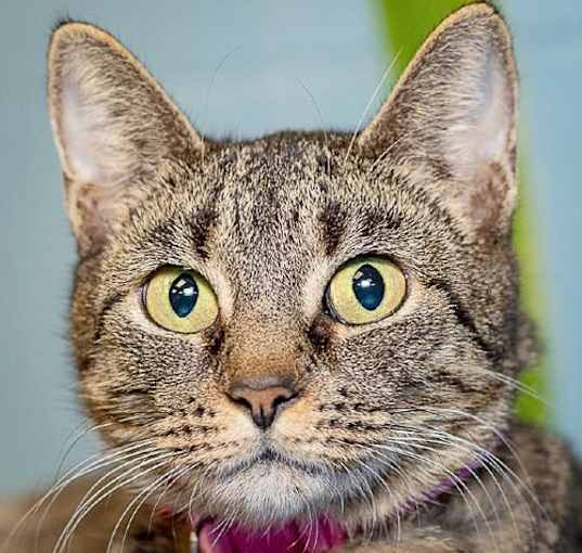 Photo of Betty Lou Who