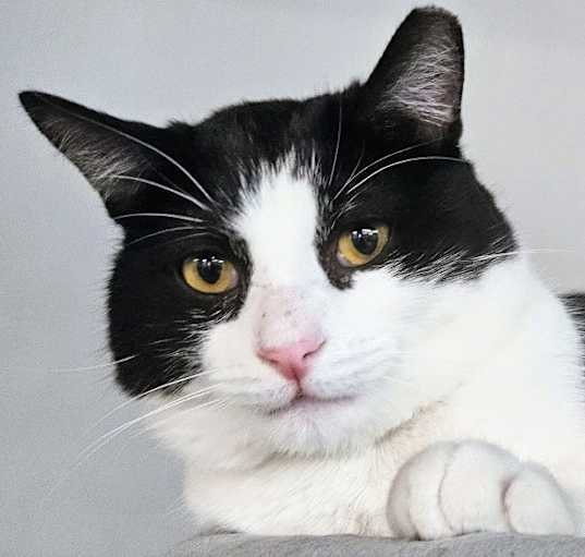 Photo of Bandito 