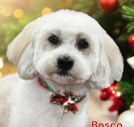 Photo of Bosco