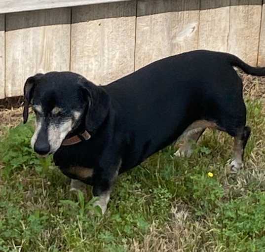Photo of doppy