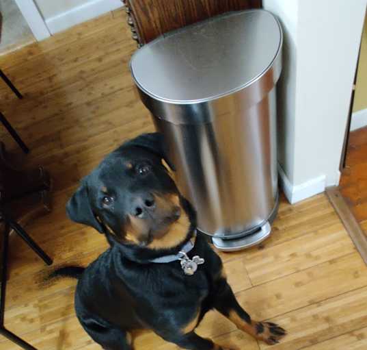 Photo of Toby