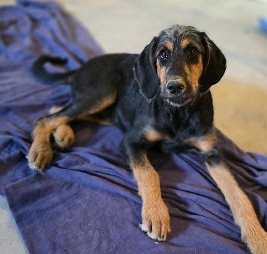 Photo of Octavia