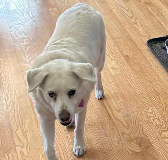 Photo of Chloe - Home to Home