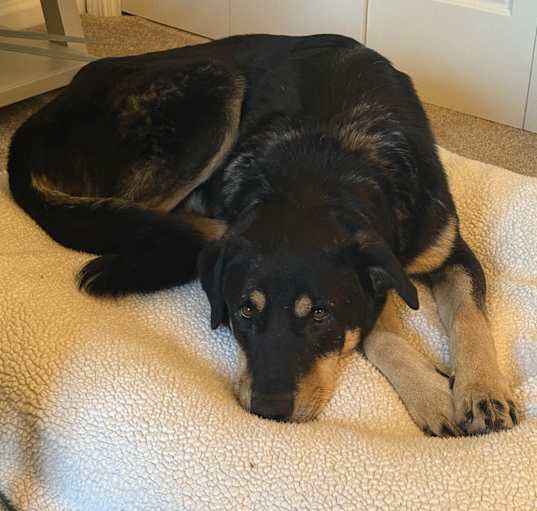 Photo of Balou