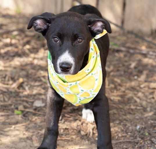 Photo of RALPHIE