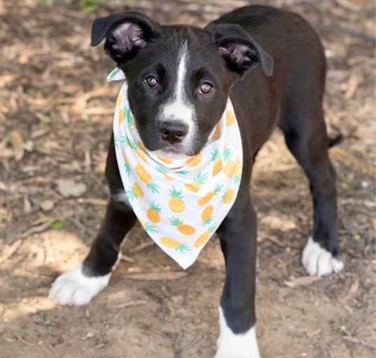 Photo of ROCKET