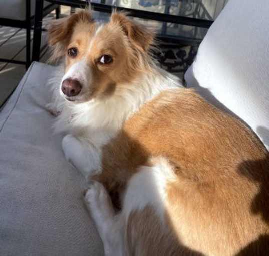 Photo of Pippa