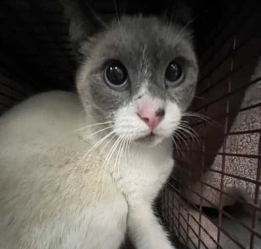 Photo of DUMPLING