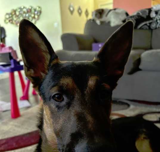 Photo of Ace