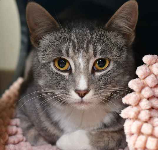 Photo of Flurr