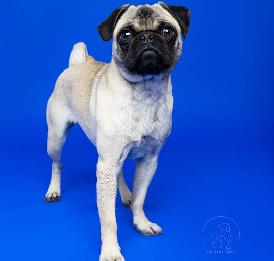 Photo of Luna